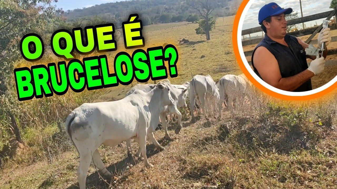 COMO SABER A IDADE DA VACA? + VACINA DE BRUCELOSE