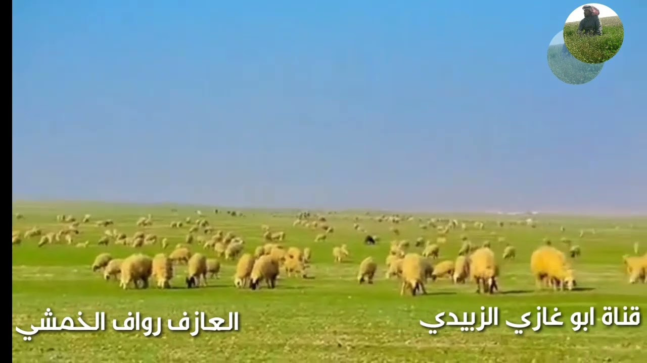 جرة ربابه/ بالله ماعينت ياحمود شوقي/اداء العازف رواف الخمشي