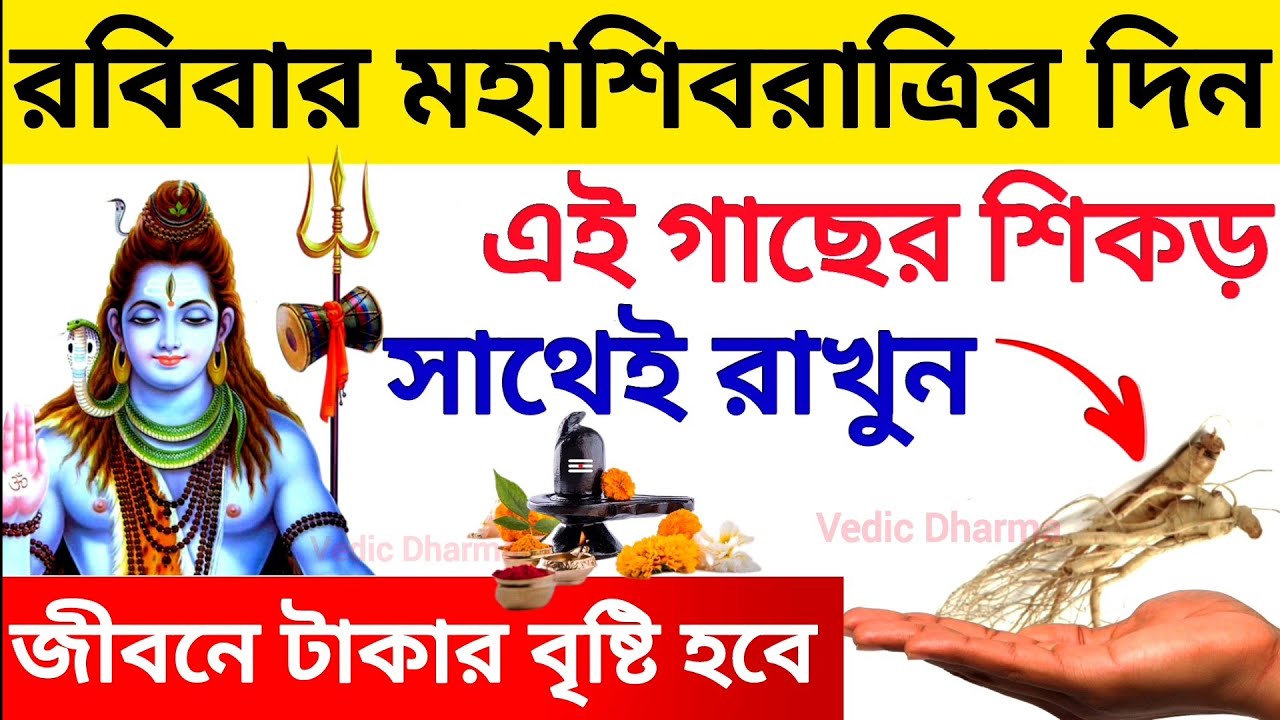 মহা শিবরাত্রির দিন পারলে সাথে রাখুন এই গাছের শিকড়,সকল মনস্কামনা পূর্ণ হবে কোটিপতি হবেন। Shivaratri 
