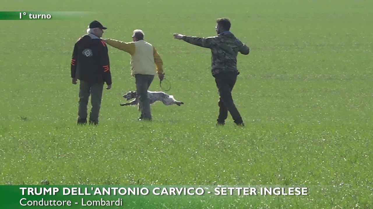 GRANDE CERCA ALTAMURA 25 FEBBRAIO   SPECIALE SETTER