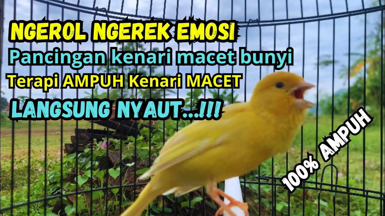 Kenari gacor NGEROL PANJANG cocok untuk PANCINGAN KENARI PAUD bikin BURUNG KENARI GACOR PANJANG