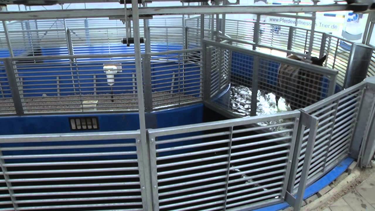 Tiermedizin aus Leidenschaft