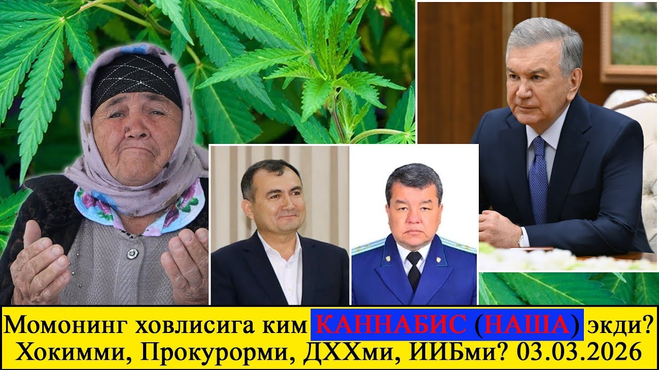 Момонинг ховлисига ким КАННАБИС (НАША) экди? Хокимми, Прокурорми, ДХХми, ИИБми? 03. 03. 2026