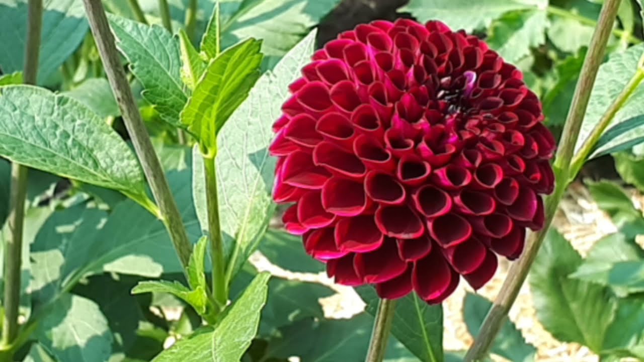 September tour of Murray's garden Part 5