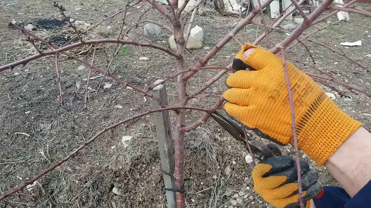 badem ağacı budama 3