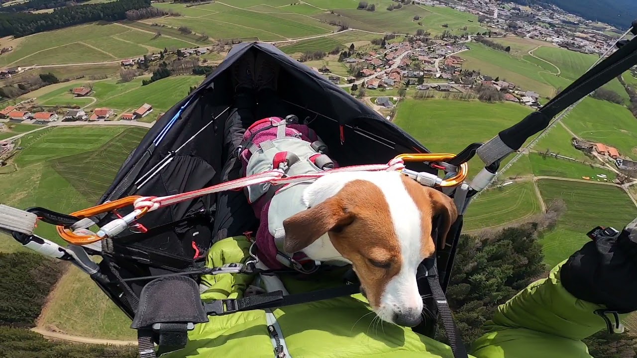 Gleitschirmfliegen mit dem Hund im bayerischen Wald - when dogs want to fly