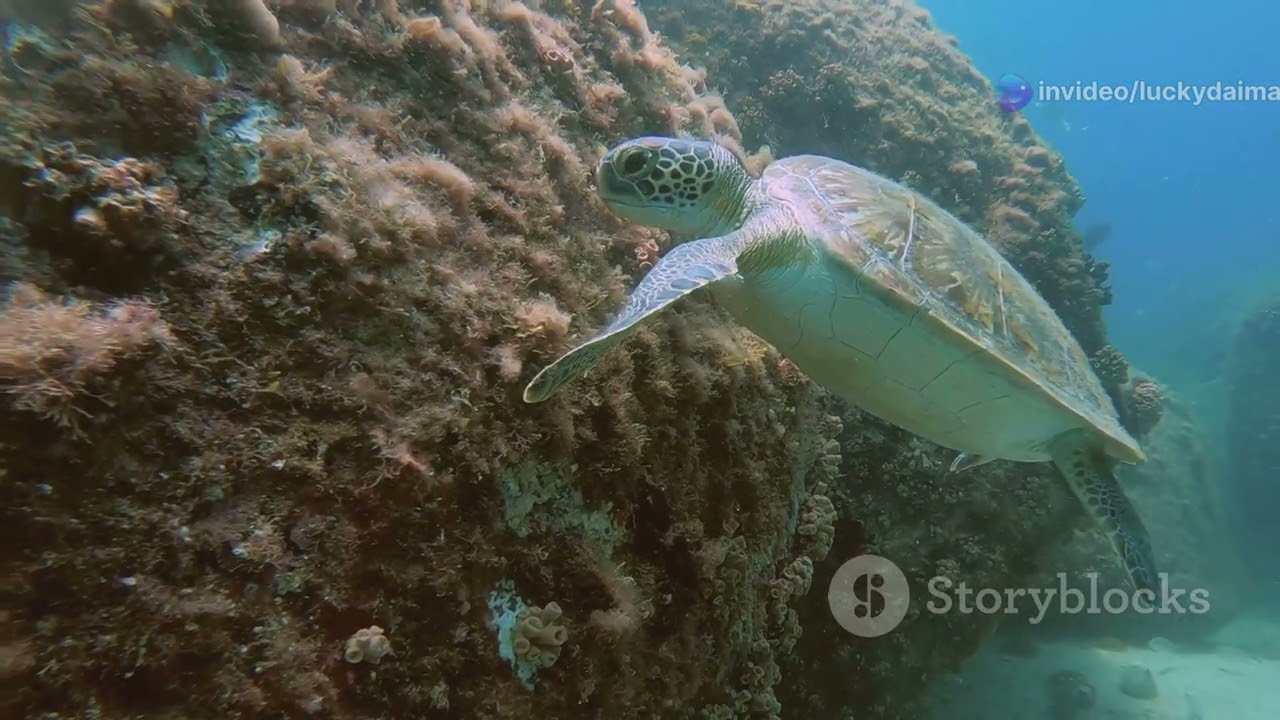 The Coral Triangle: A Marine Biodiversity Hotspot #animal2024 #wildlife
