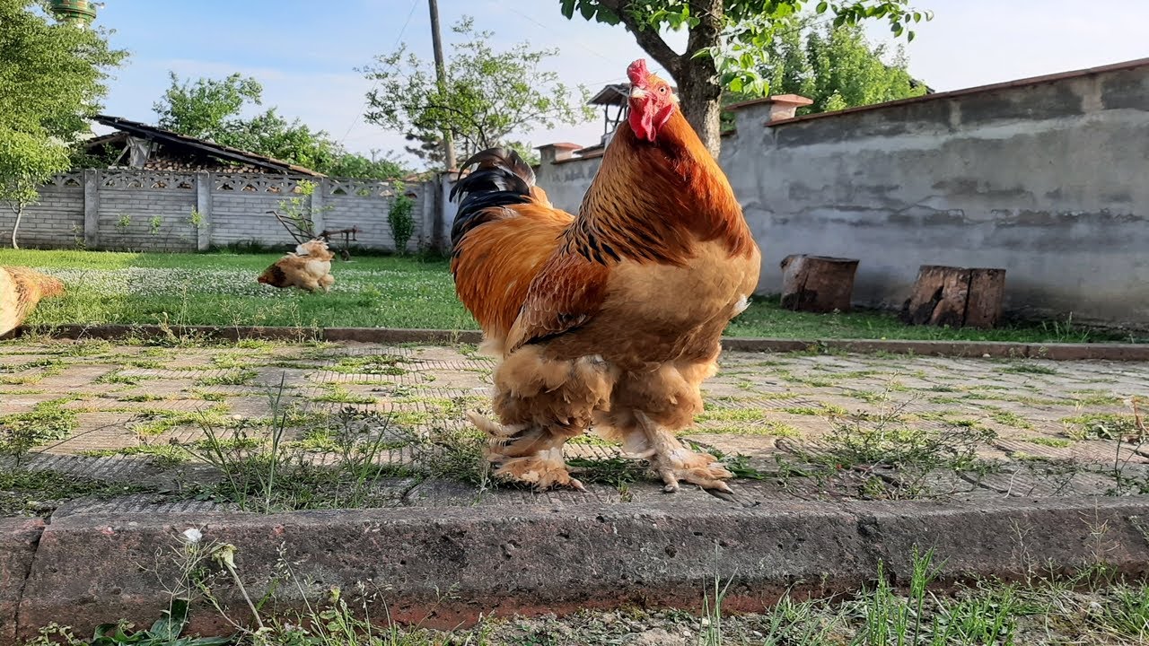 Buff Brahma- Turkish Farm |Brahma #5|