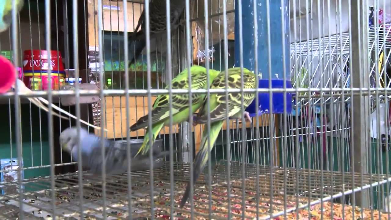 SERFOR rescata aves y mono fraile en mercado de Comas