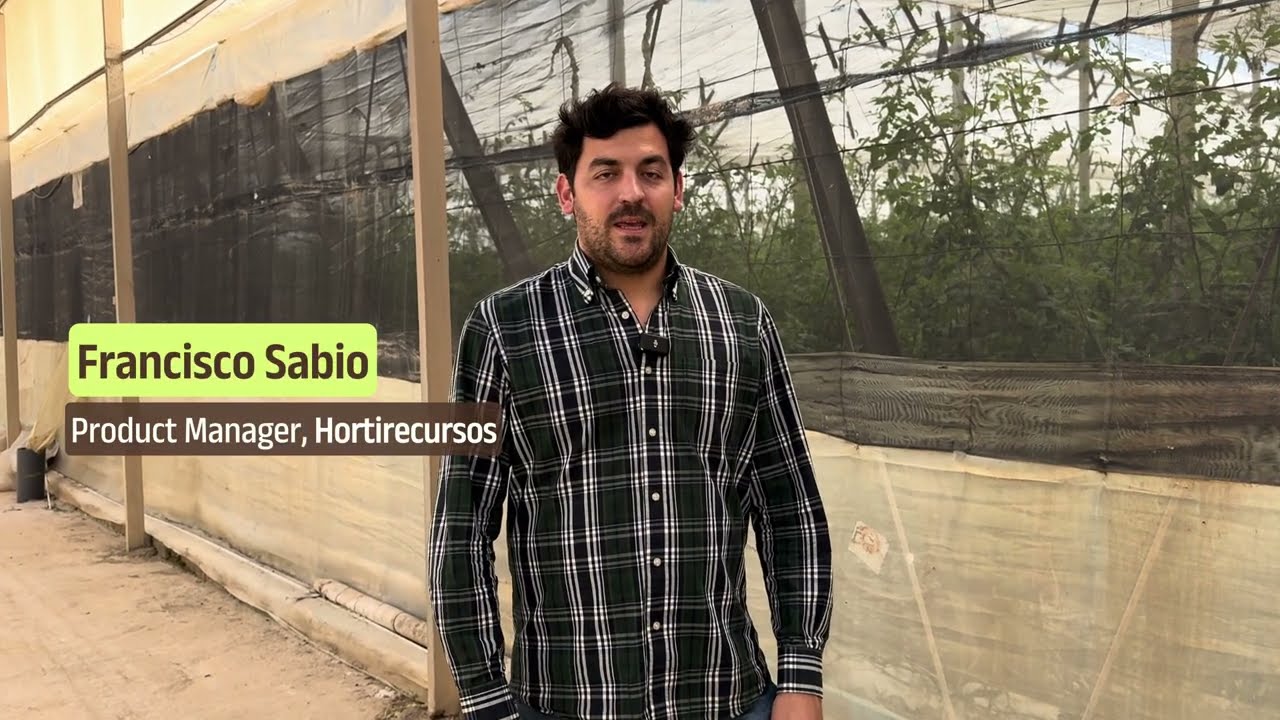 🍅Opinión sobre el tomate cherry pera Yuparaná, con alta resistencia al virus del rugoso (HR: ToBRFV)