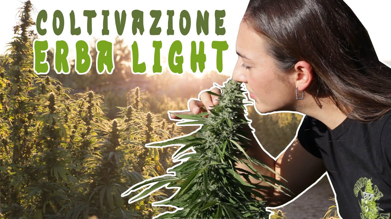 Coltivazione campo di canapa light (La Mery Hemp Farm's)