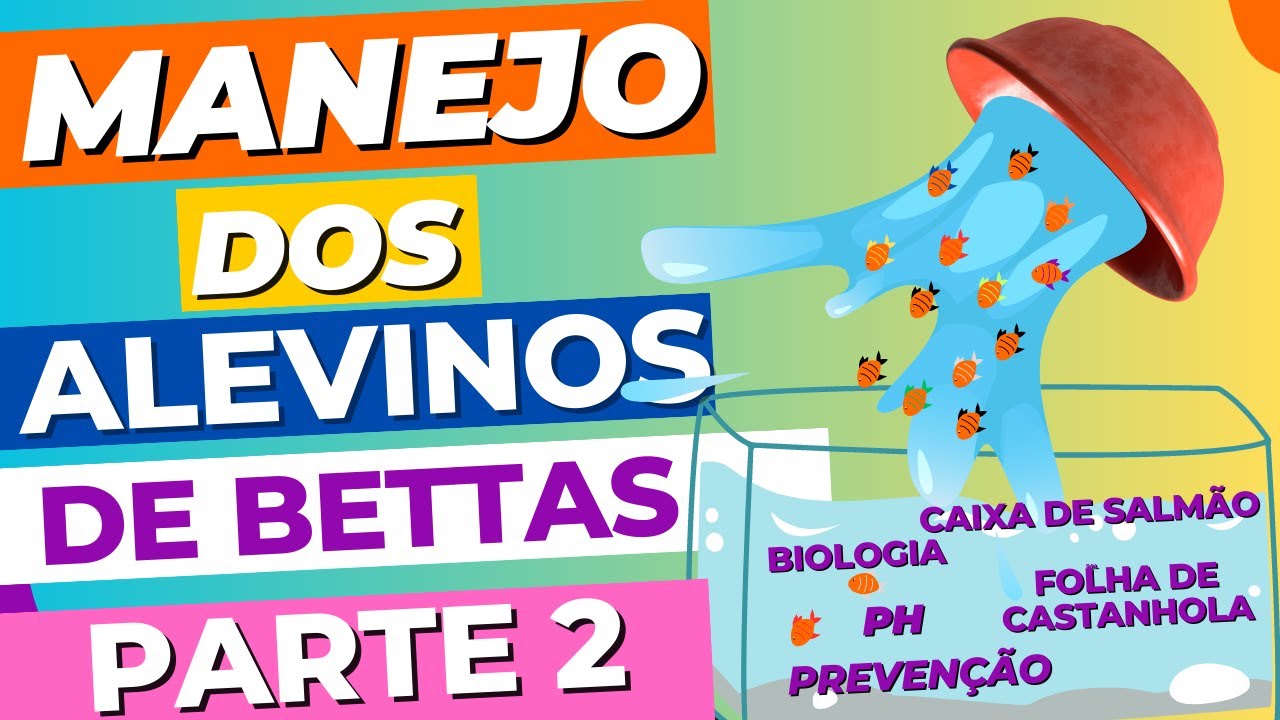 Alevinos do Peixe Betta 2