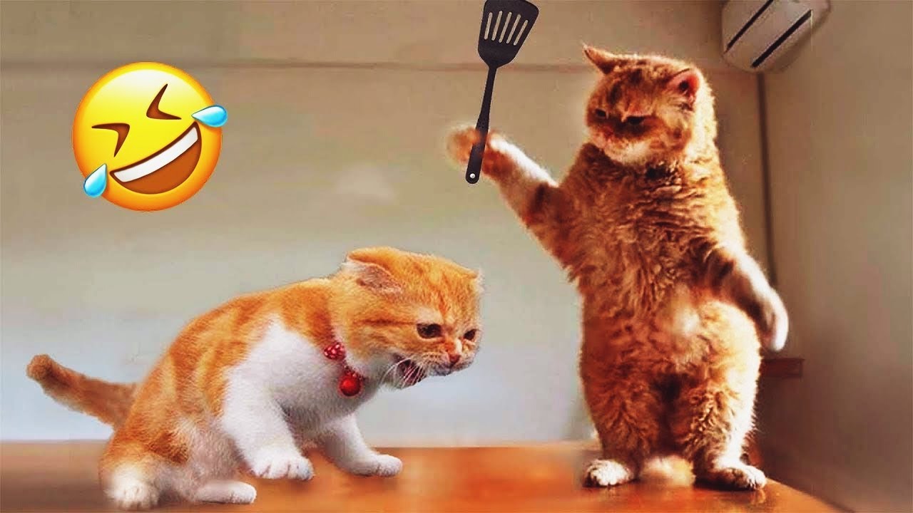 𝐘𝐨𝐮 𝐋𝐚𝐮𝐠𝐡 𝐘𝐨𝐮 𝐋𝐨𝐬𝐞 😻😊😹𝐅𝐮𝐧𝐧𝐢𝐞𝐬𝐭 𝐃𝐨𝐠𝐬 𝐚𝐧𝐝 𝐂𝐚𝐭𝐬 𝟐𝟎𝟐𝟓🤪