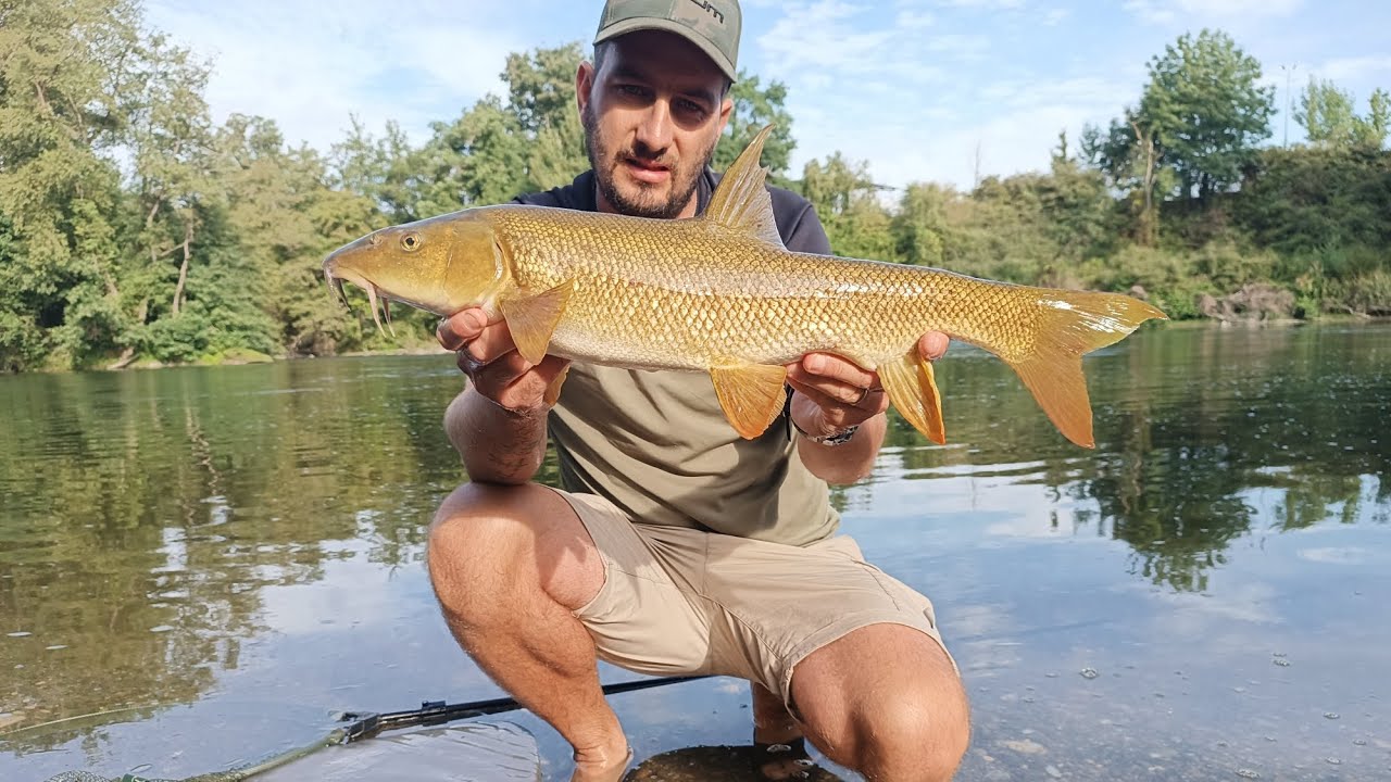 Barbeaux au feeder avec les cannes allrounder quiver de chez Korum