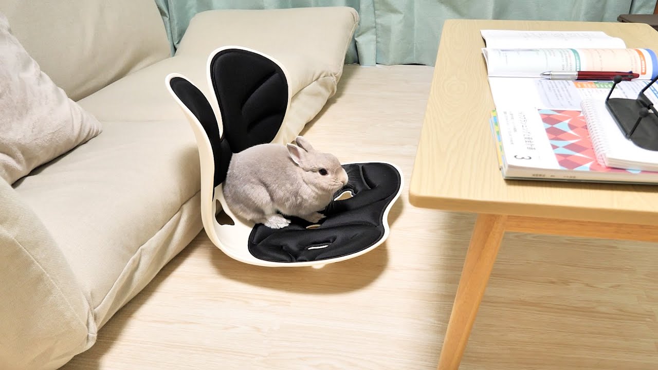 休憩から戻るとうさぎさんが飼い主のマネをして座椅子にすわってた