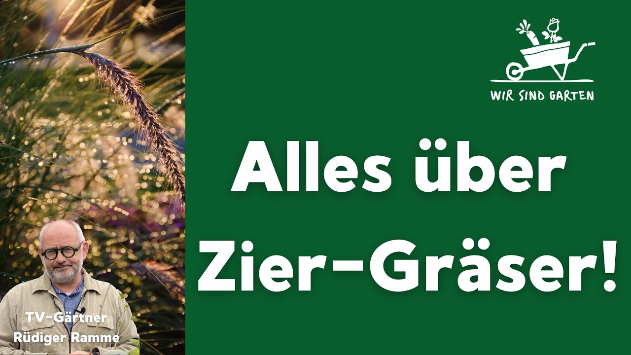 Alles über Zier - Gräser