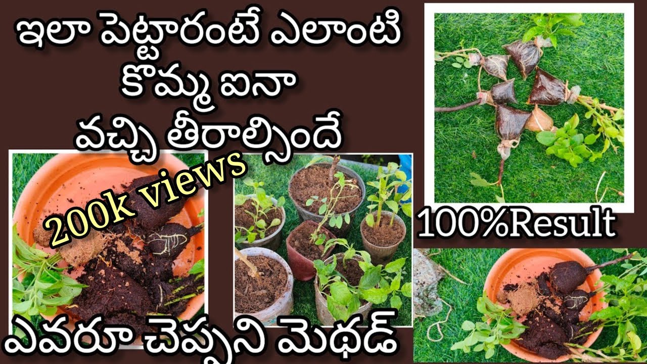 How to grow plants from cuttings | కొమ్మలతో మొక్కలు నాటే సులువైన పద్దతి