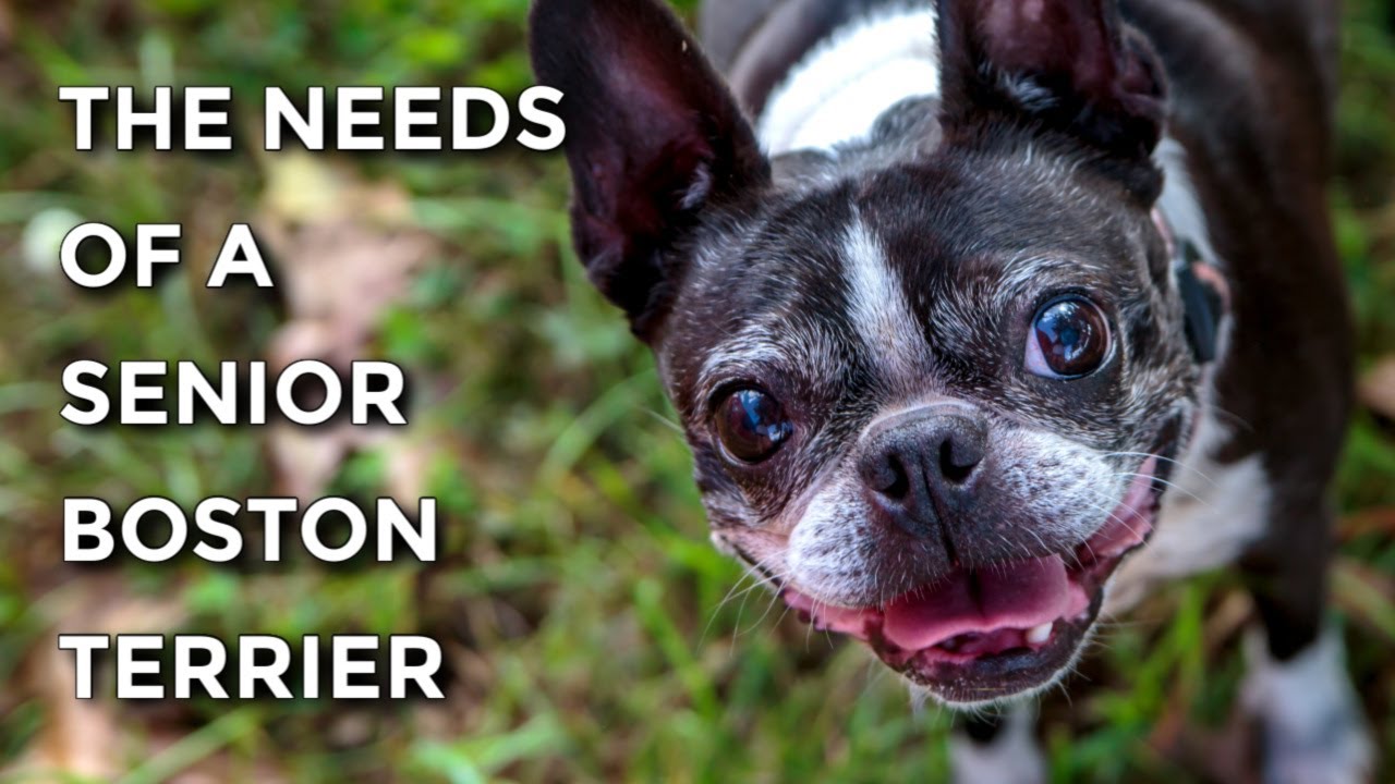 How To Care For Elderly (Senior) Boston Terriers