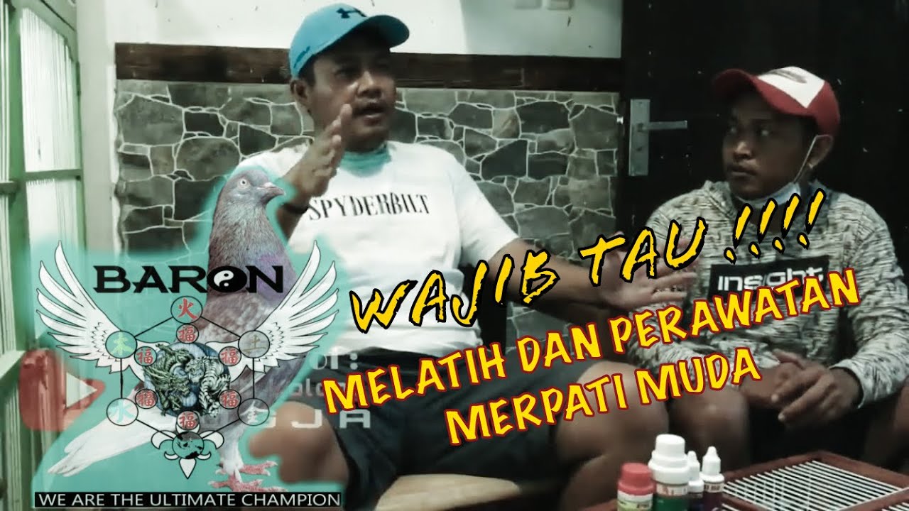 Wajib Tau !! Cara Melatih Dan Perawatan Merpati Kolong Muda Bersama Sang Maestro Merpati Koh Yun