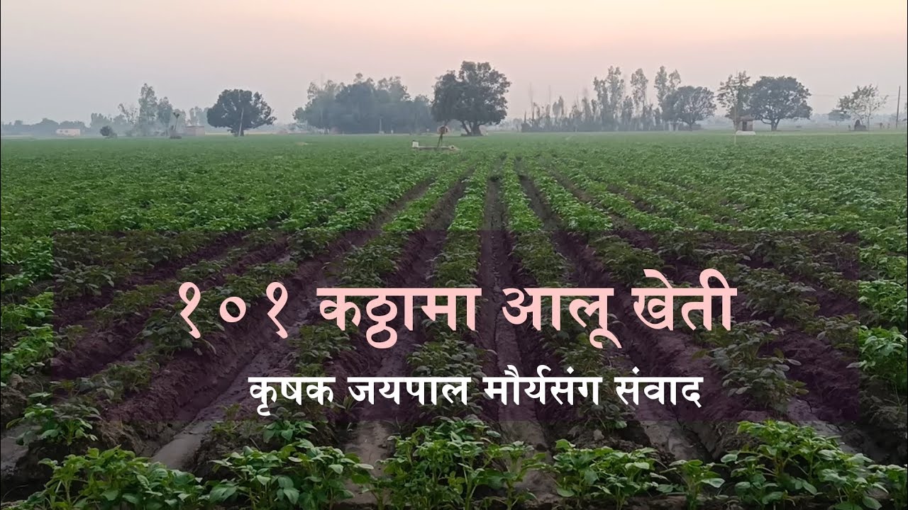 नेपालका किसानले भारतसंग किन प्रतिस्पर्धा गर्न सक्दैनन् ? सुन्नुहाेस् कुरा ।