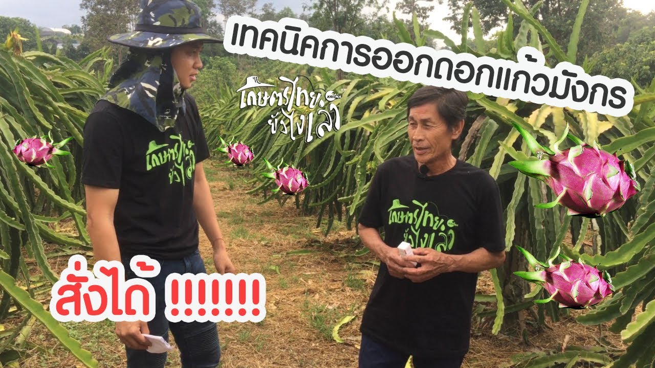 เกษตรไทยยังไงเล่า - EP.3 เทคนิคสั่งแก้วมังกรให้ออกดอก