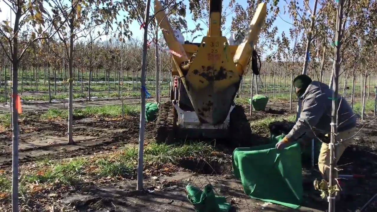 2018 fall dig at Schwope Brothers Tree Farm