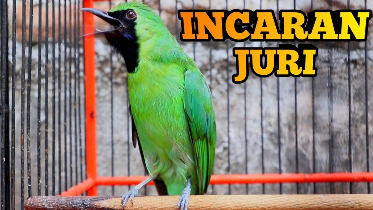 CUCAK IJO INCARAN JURI 💯% BONGKAR MATERI Berguna Untuk Burung Lain Supaya Rajin Berkicau