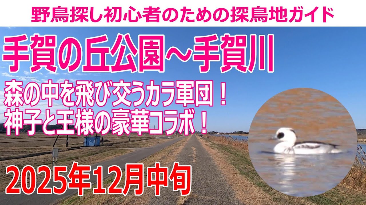 手賀の丘公園・手賀沼・手賀川(千葉県)の探鳥地レポート 森を飛び交うカラ軍団！神子と王様の豪華コラボ！　2025年12月中旬