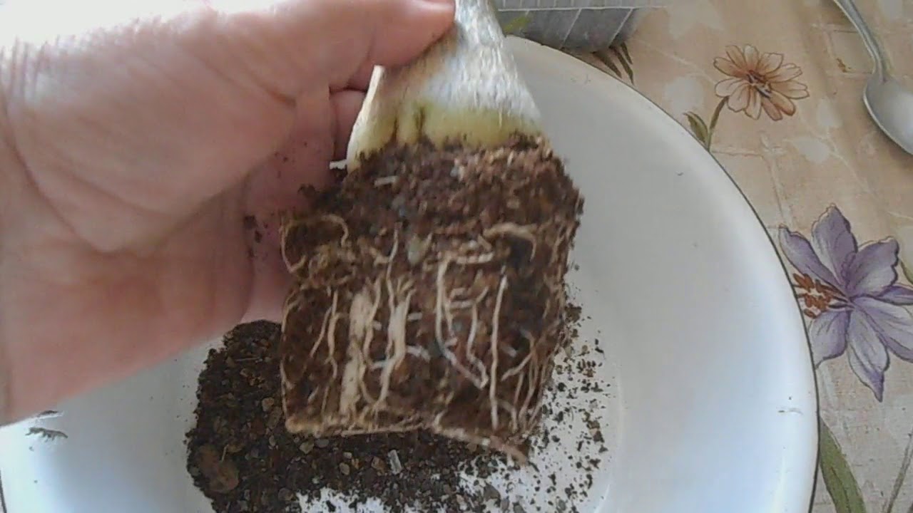 Адениум. Осенняя пересадка. Не получается то, что хотела