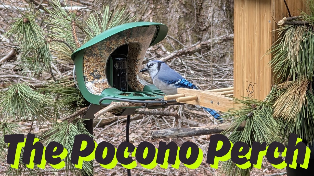LIVE @ The Pocono Perch with Birdfy! 🐦📸