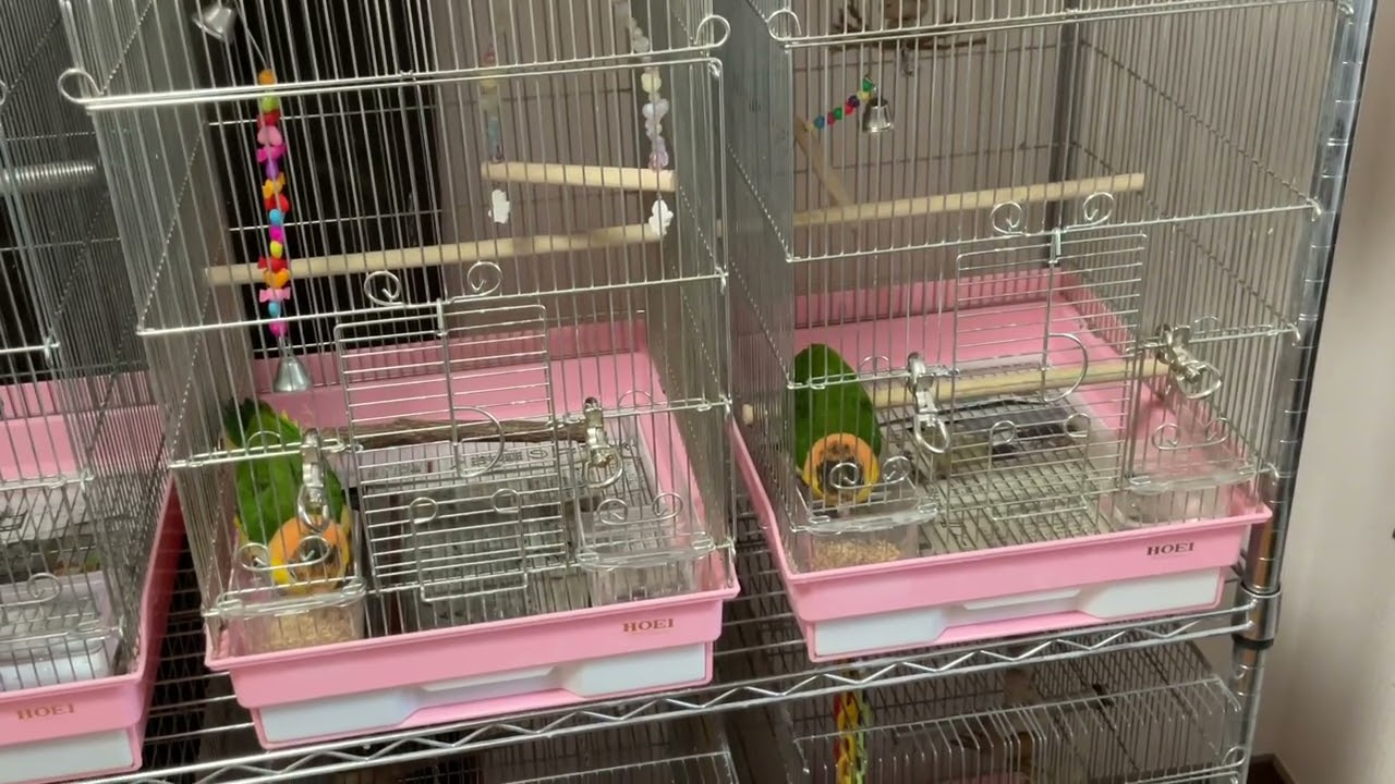 食事中の比較的静かな時間🐤🕑コザクラとゴシキがやや鳴いてますが😅🐥