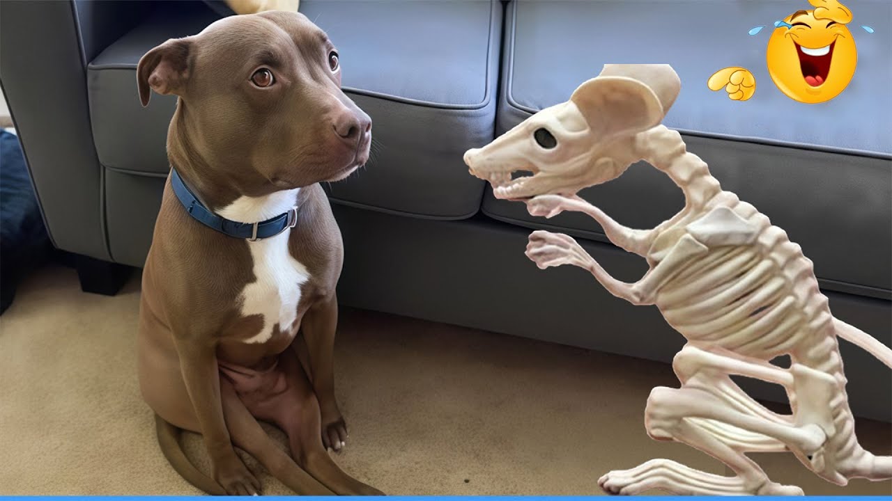 The Funniest Animal Videos Compilation 😹🐶 The Funniest Cat & Dog Moments Compilation  🐾