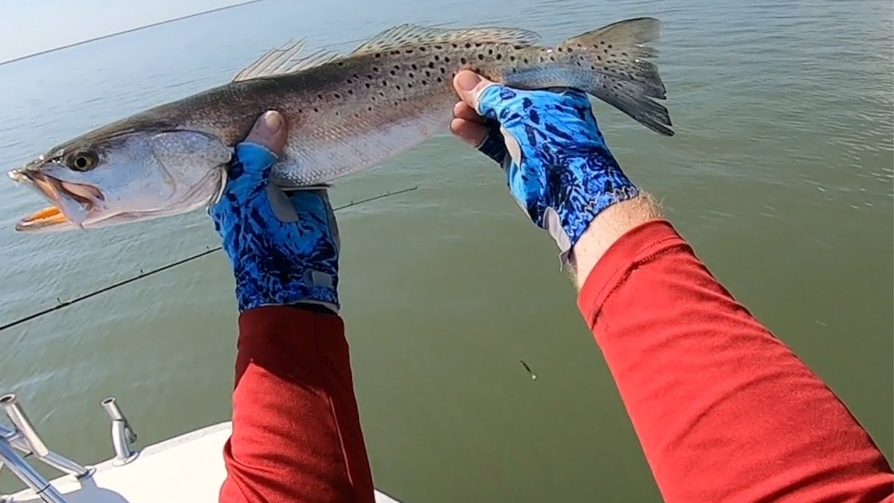 Caught a shark on a paddle-tail---speckled trout and flounder as well in and around Bastrop Bayou TX