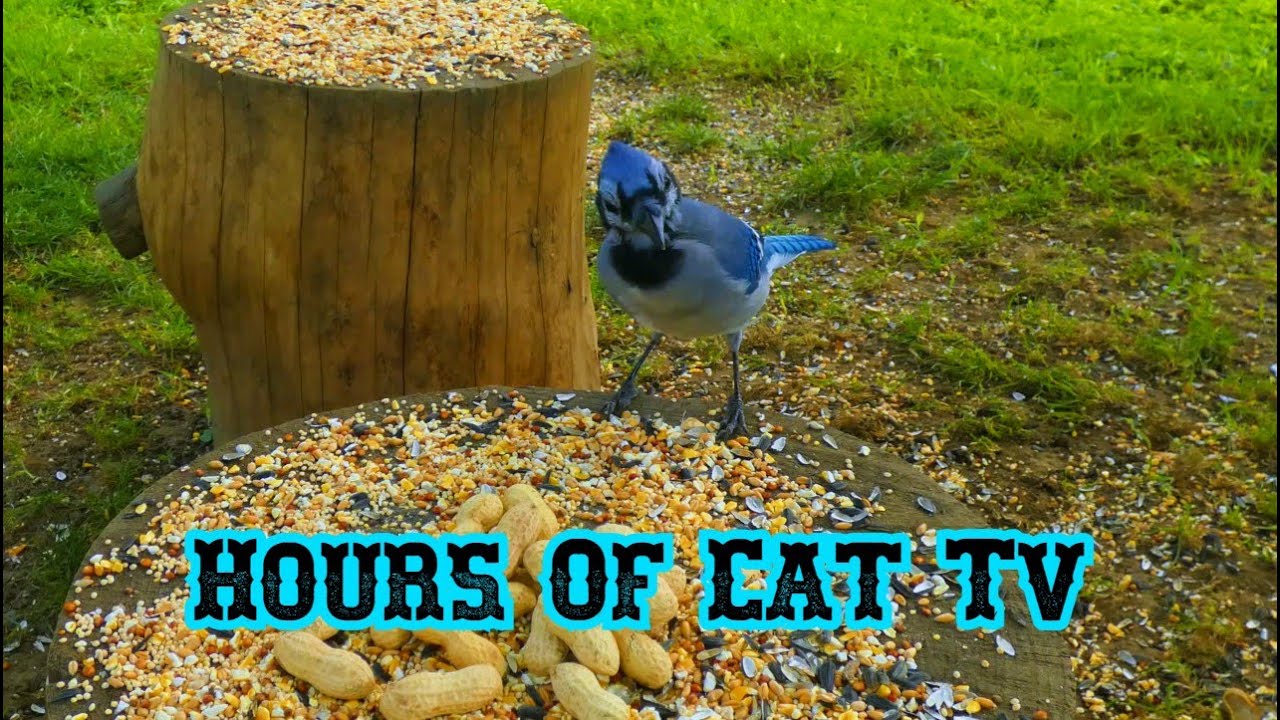 Happy Cat Tv Relaxing Video For Cats At Home