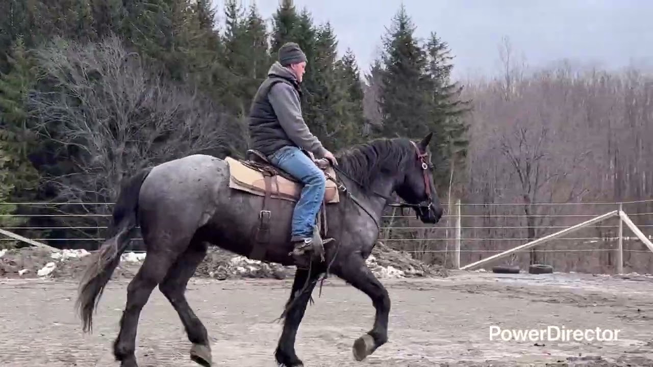Valentino 4yr Gelding