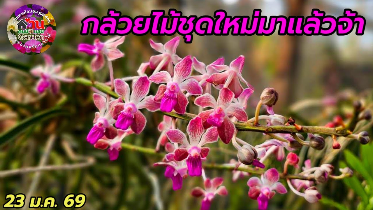 EP.800 กล้วยไม้หายากเข้าแล้วจ้า #orchid #กล้วยไม้ 