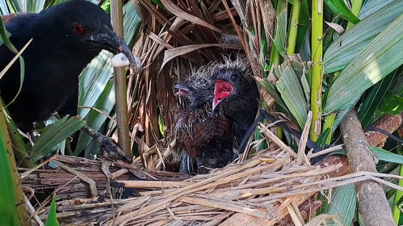 anak bubut sudah dewasa dikebun salak