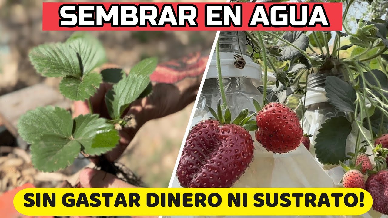 Cultivo De Fresa o Frutilla En Casa Sin TIERRA y Sin RIEGO! 🍓 Como Plantar y Cuidados