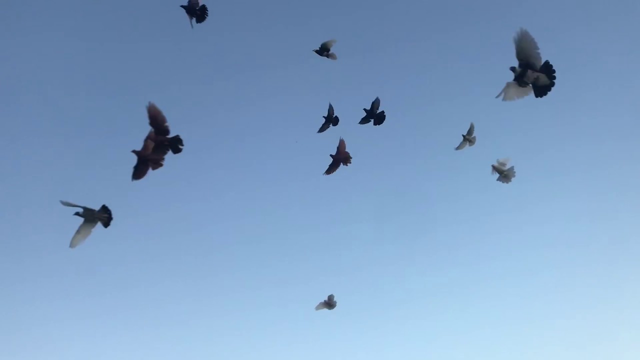 EN DEĞERLİ KAÇAK GÜVERCİNİ YAKALADIK (BÜNYAMİN ŞENSES KÜNYELİ MARDİN GÜVERCİNİ)