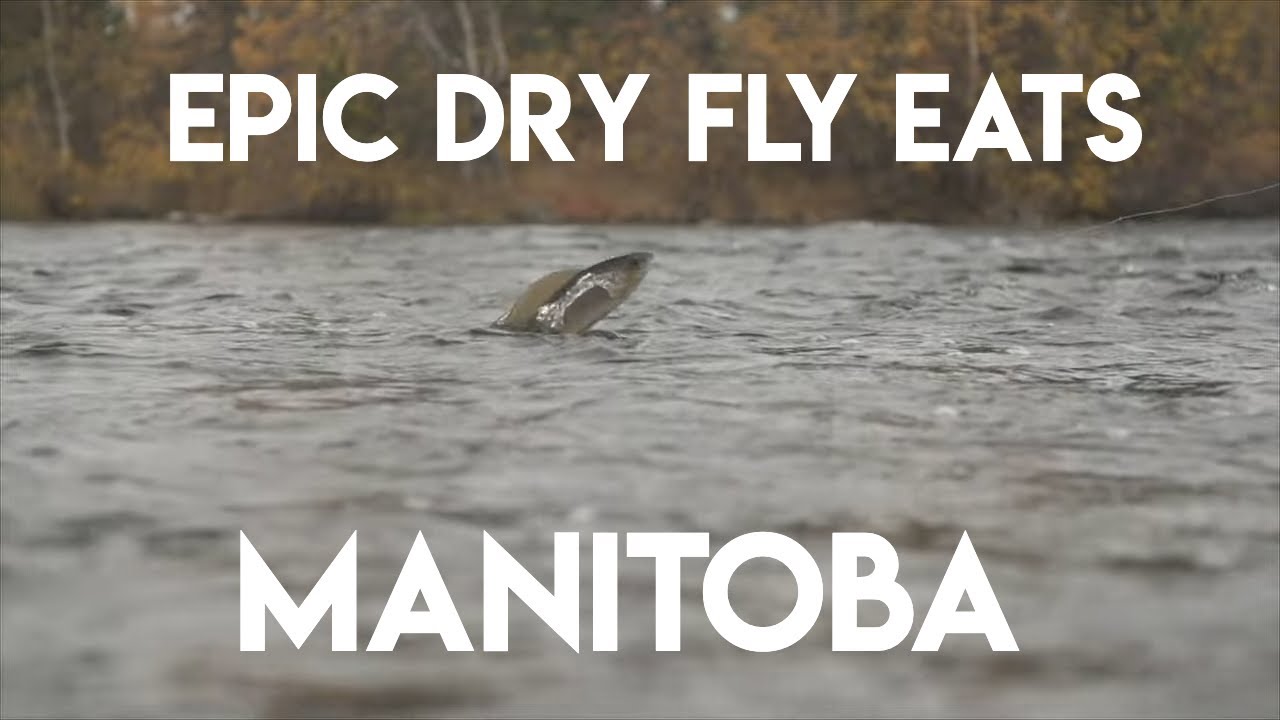 Epic SloMo Eats - Dry Fly Arctic Grayling