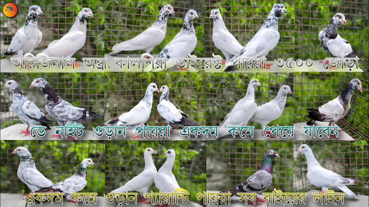 অরিজিনাল অন্ধ্র কালশিরা পেয়ার একদম কমে নিয়ে যান (📞_6289694768/৬২৮৯৬৯৪৭৬৮)