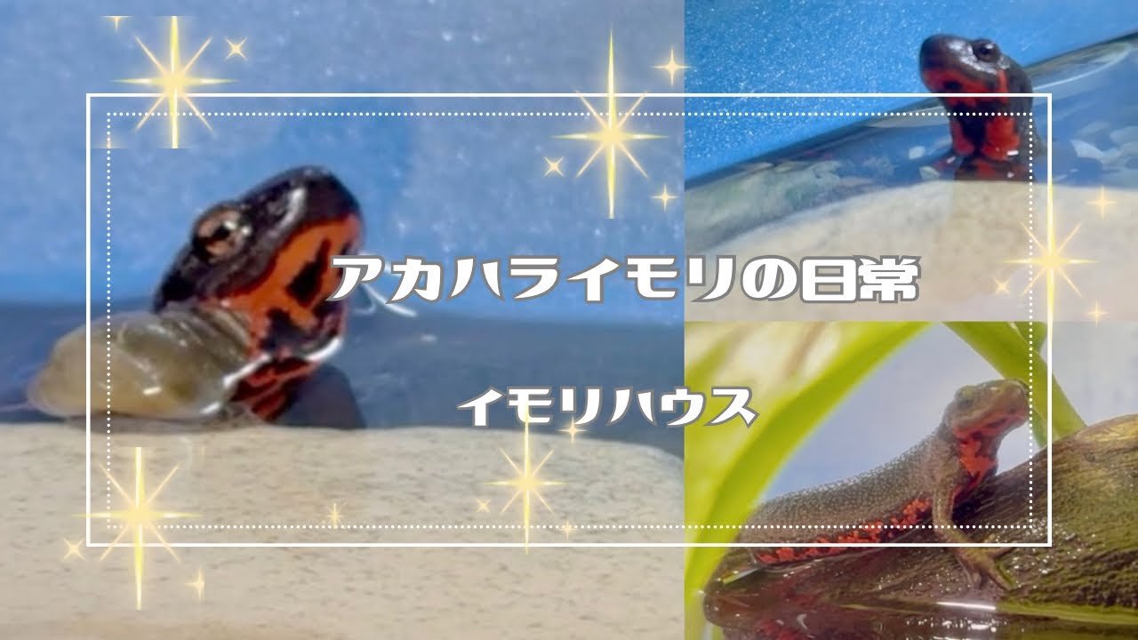 ✲みんなゲコゲコ🐸金曜日のイモリハウス✨#アカハライモリの日常