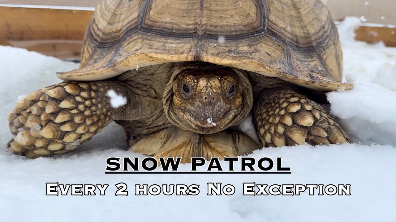 Snow Patrol: 75+ Checks Every Two Hours (Forever Home Means Forever Work) #joshuatreereptilehaven