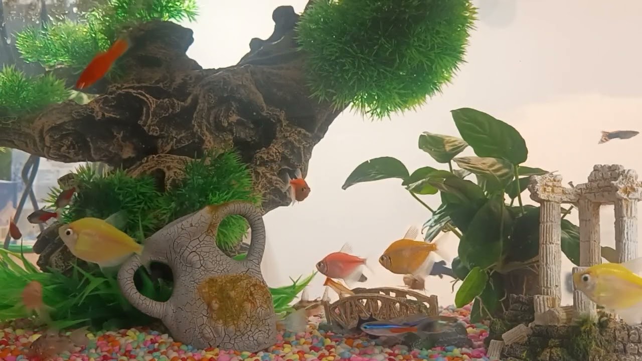 Acvariu cu peștișori 🐠🐠