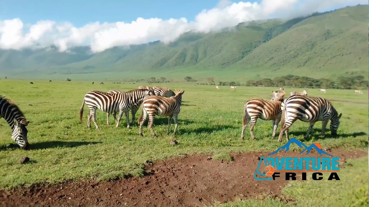 Zebra in Ngorongoro crater