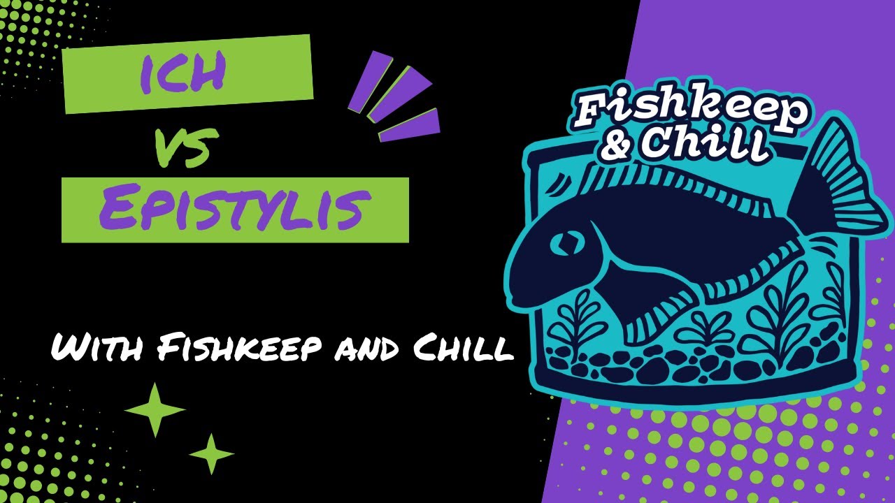 Ich против Epistylis: ключевые различия, объясняемые Джен и Норой из Fishkeep and Chill
