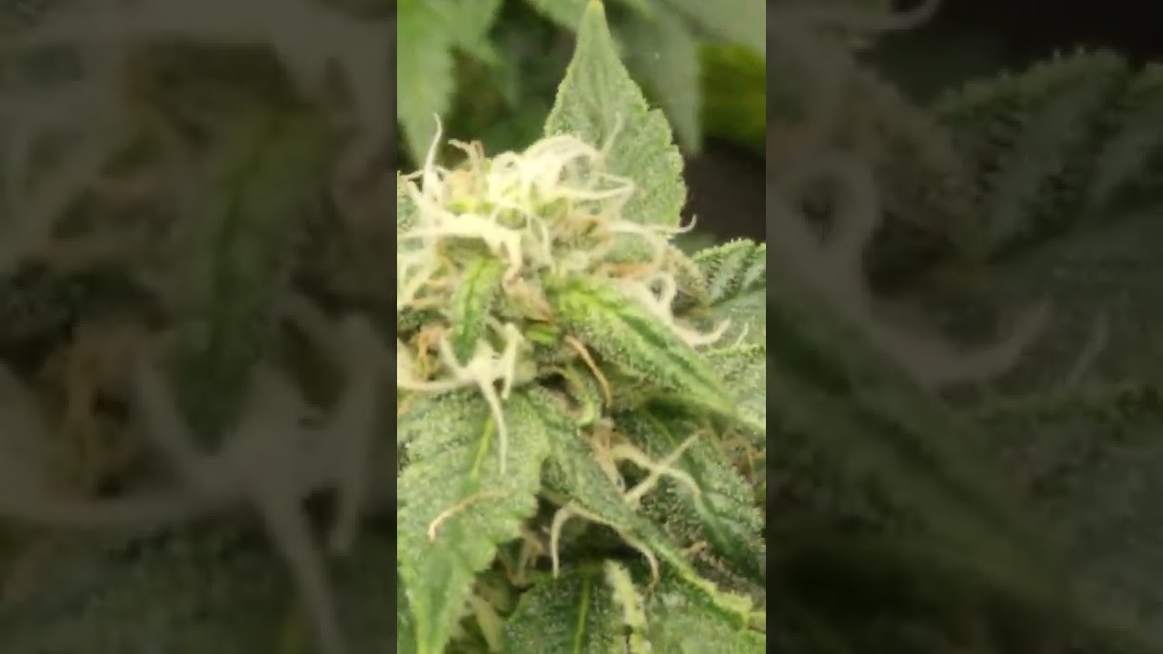 organic grow blue diesel 4 week flowering