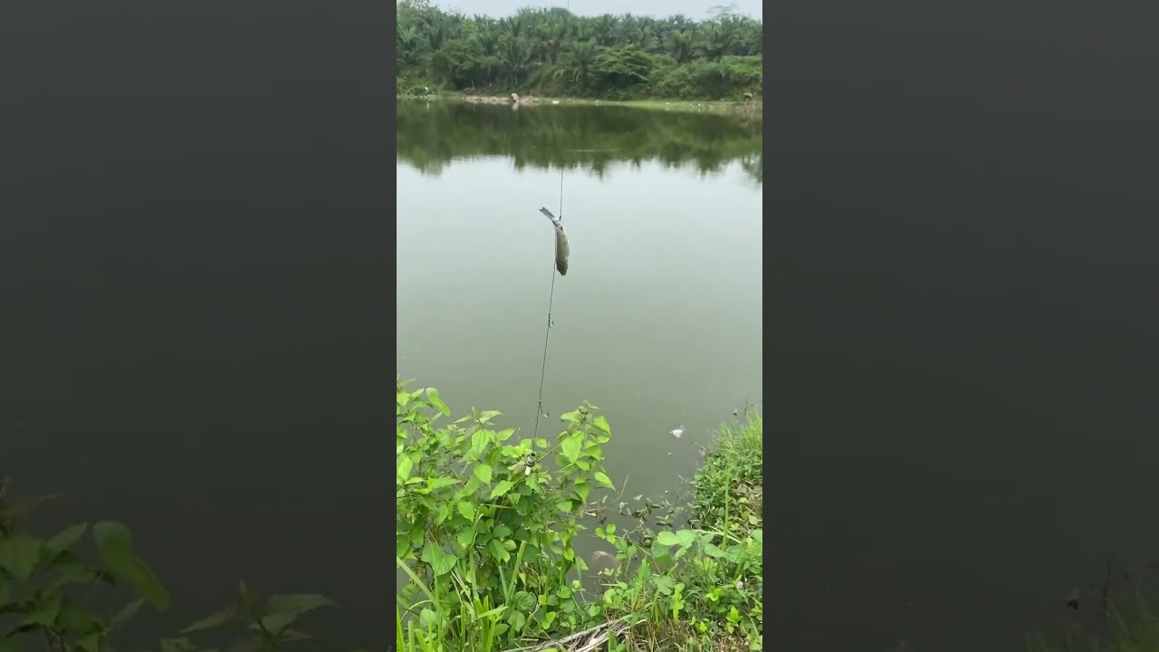 Mancing garong ikan nila👍 #fishing #anglerlampung #mancing #lampungtengah #mancingmania