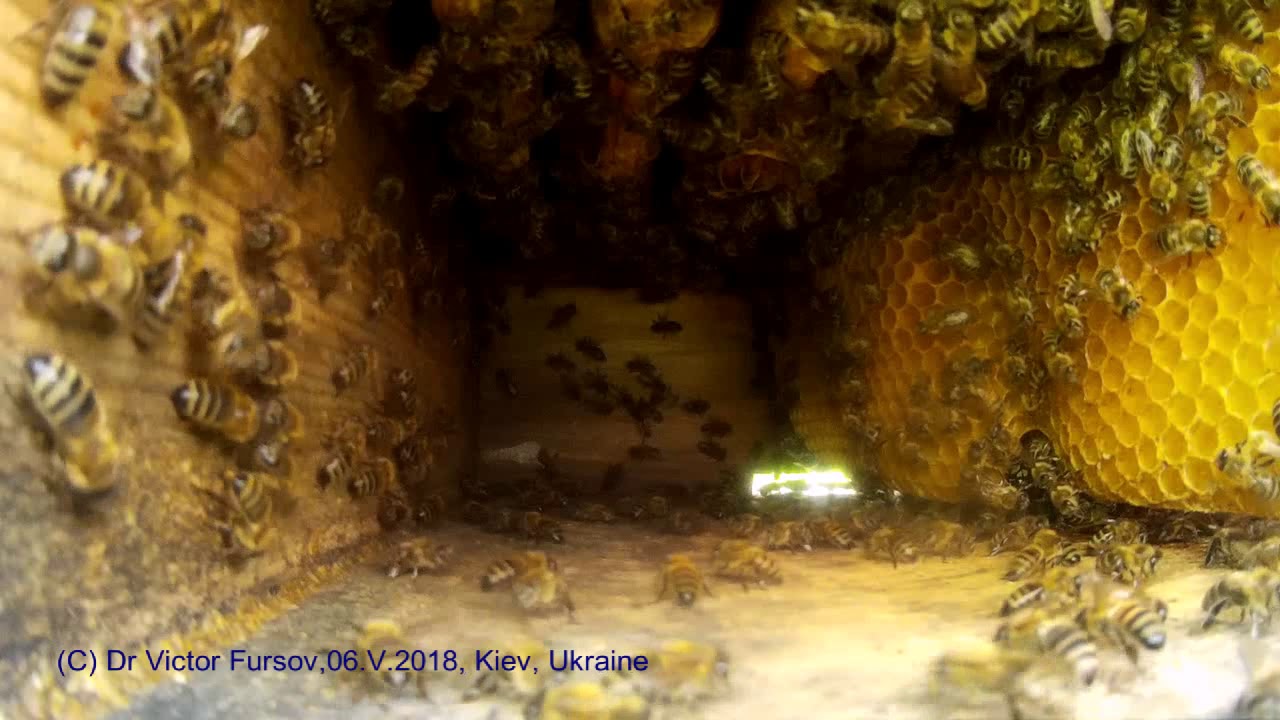 LOOK INSIDE UKRAINIAN BEEHIVE: How Honeybees are Building Drone Combs? #beekeeper #ukraine