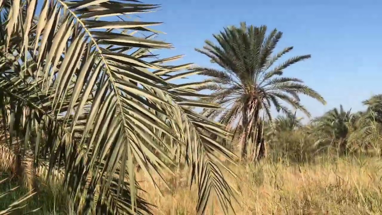 15فدان نخيل سيوي صعيدي ومجدول للتواصل 01285774769